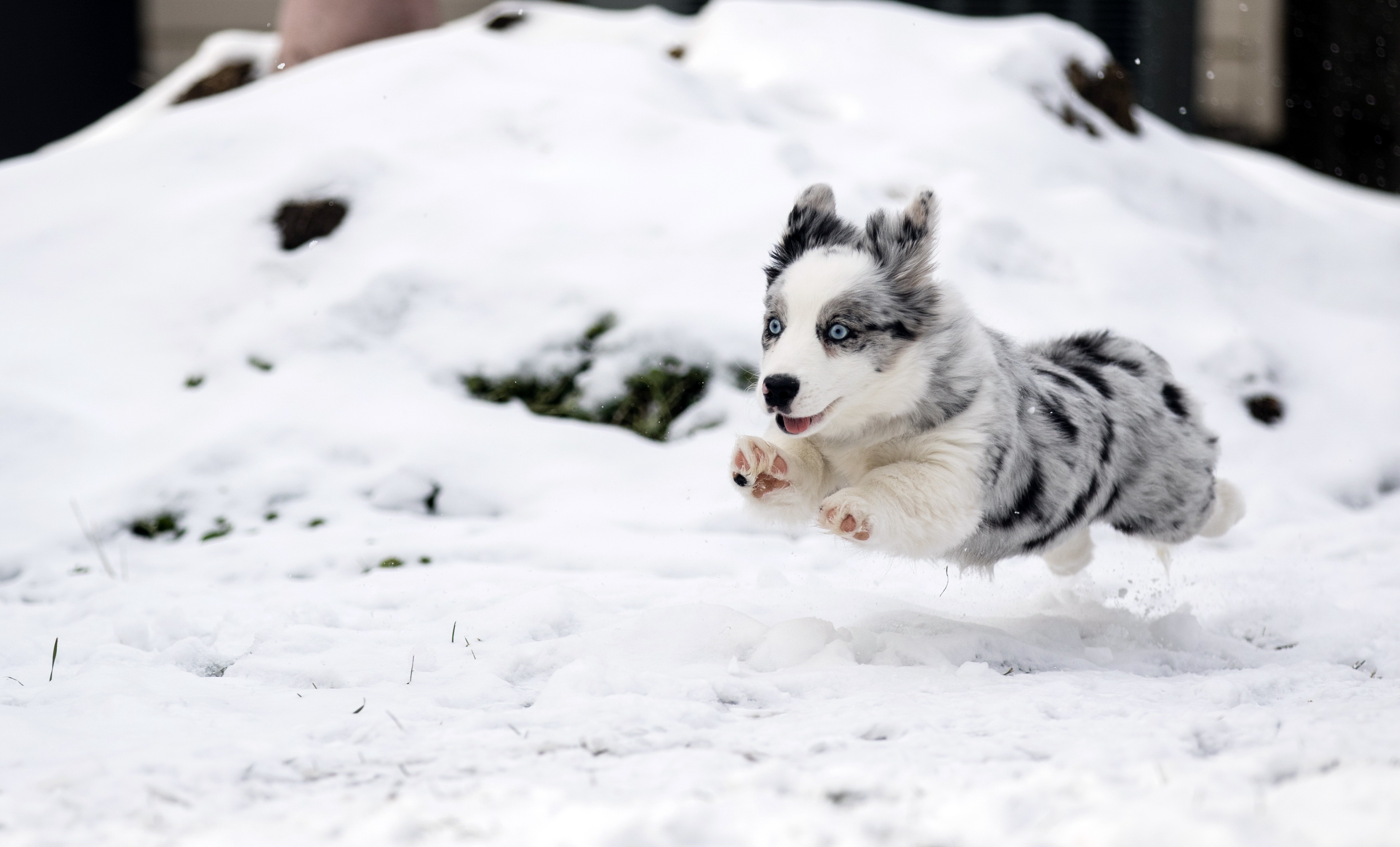 Australian Shepherd (blue merle)