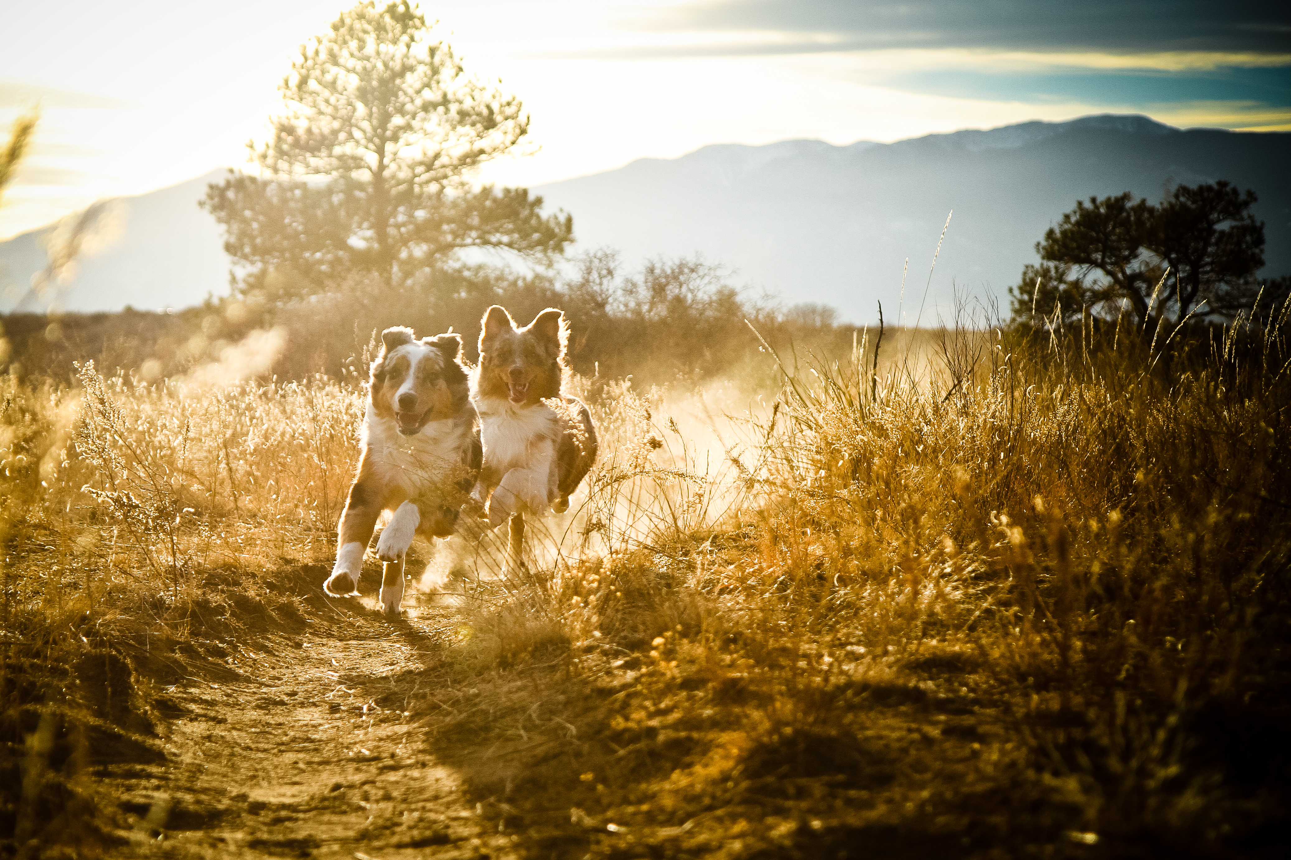 Wallpaper, sunlight, sunset, nature, grass, blue, evening, morning, dog, Canon, captain, Australian, shepherd, tree, autumn, days, season, puppy, cap, 365, 7d, aussie, australianshepherd, merle 4149x2766