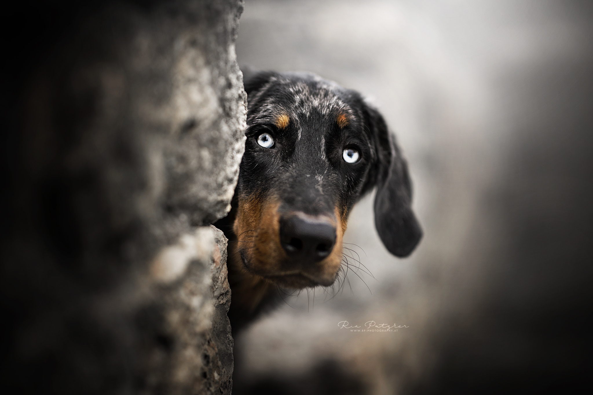 Blue Merle Beauceron