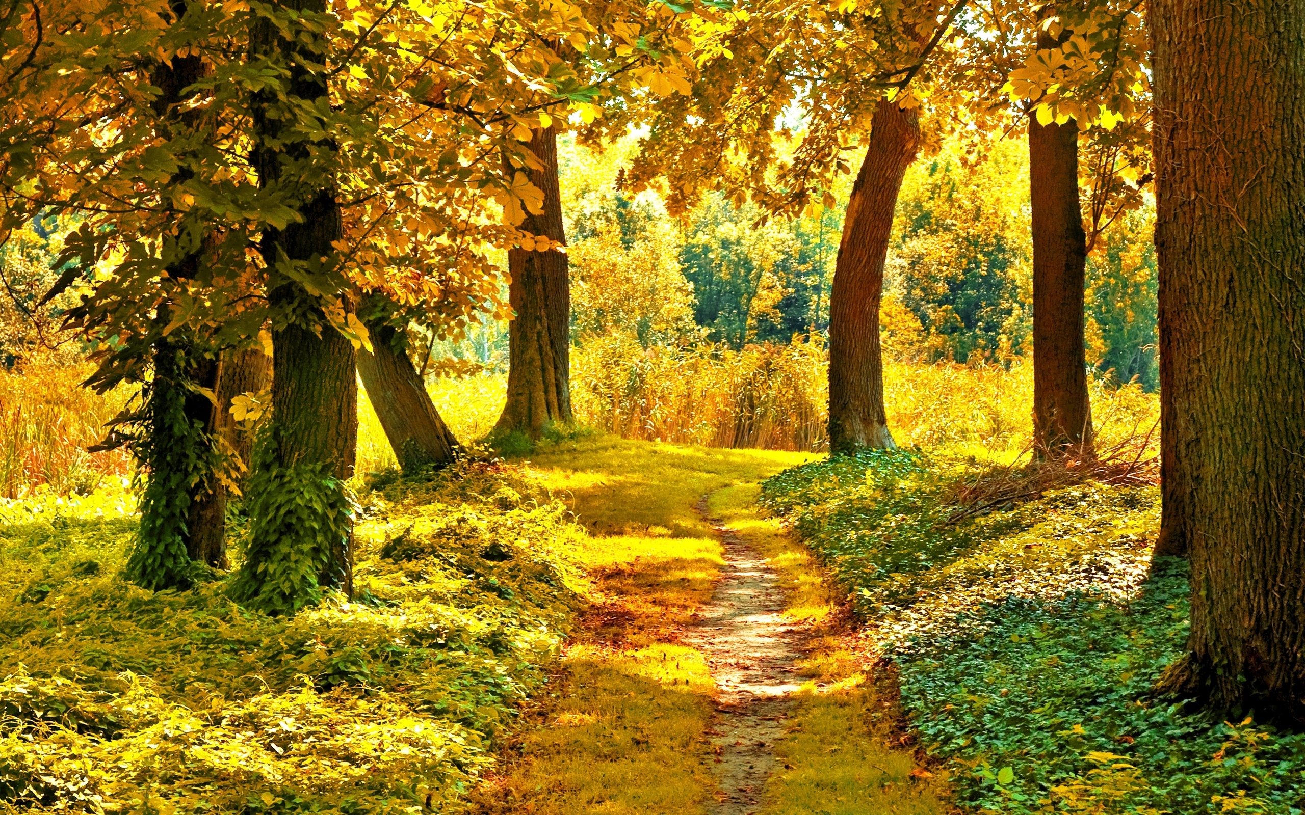 Wallpaper, track, trees, vegetation, early autumn, September 2560x1600