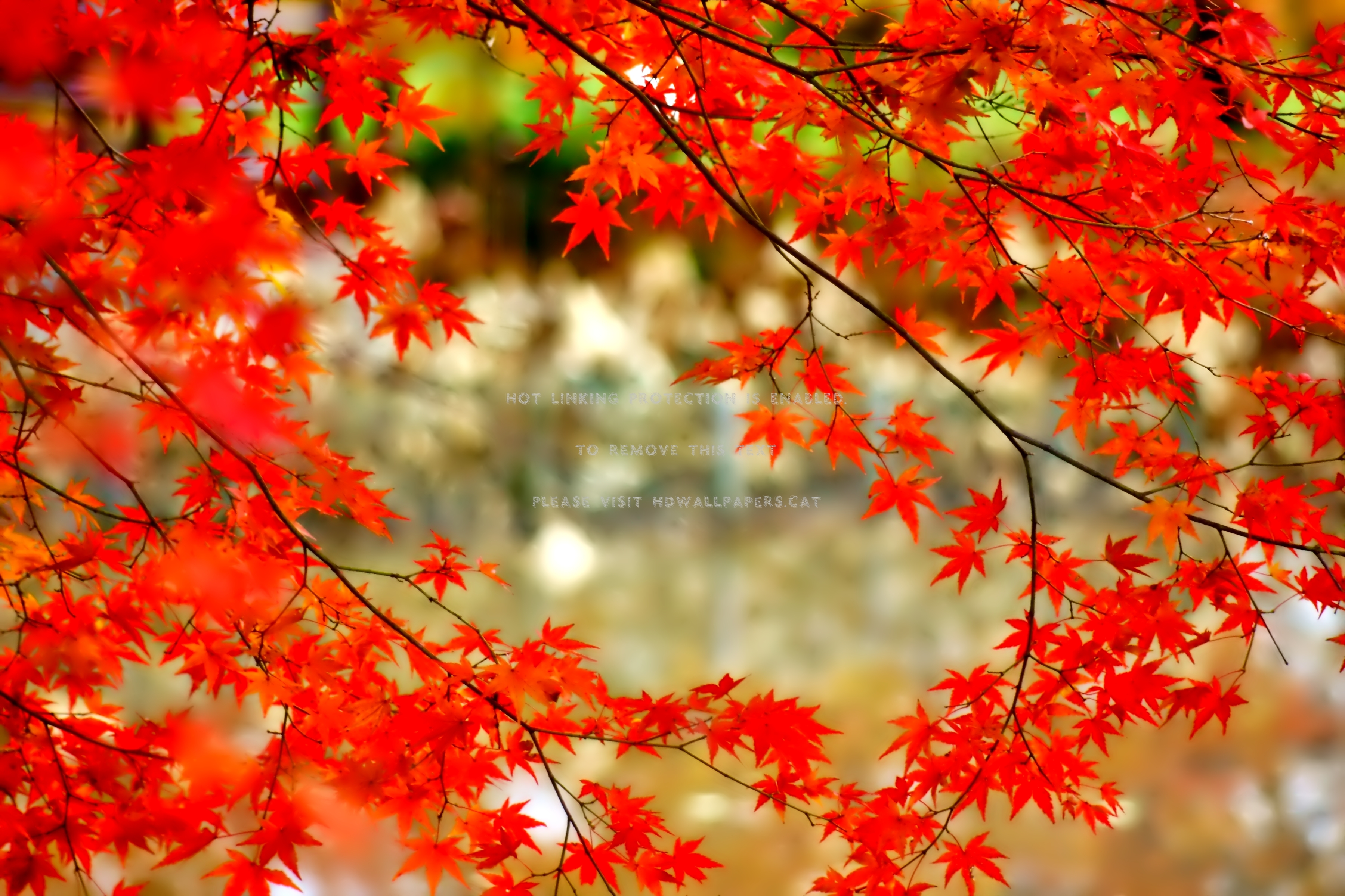 september tree leaves beautiful mirrored