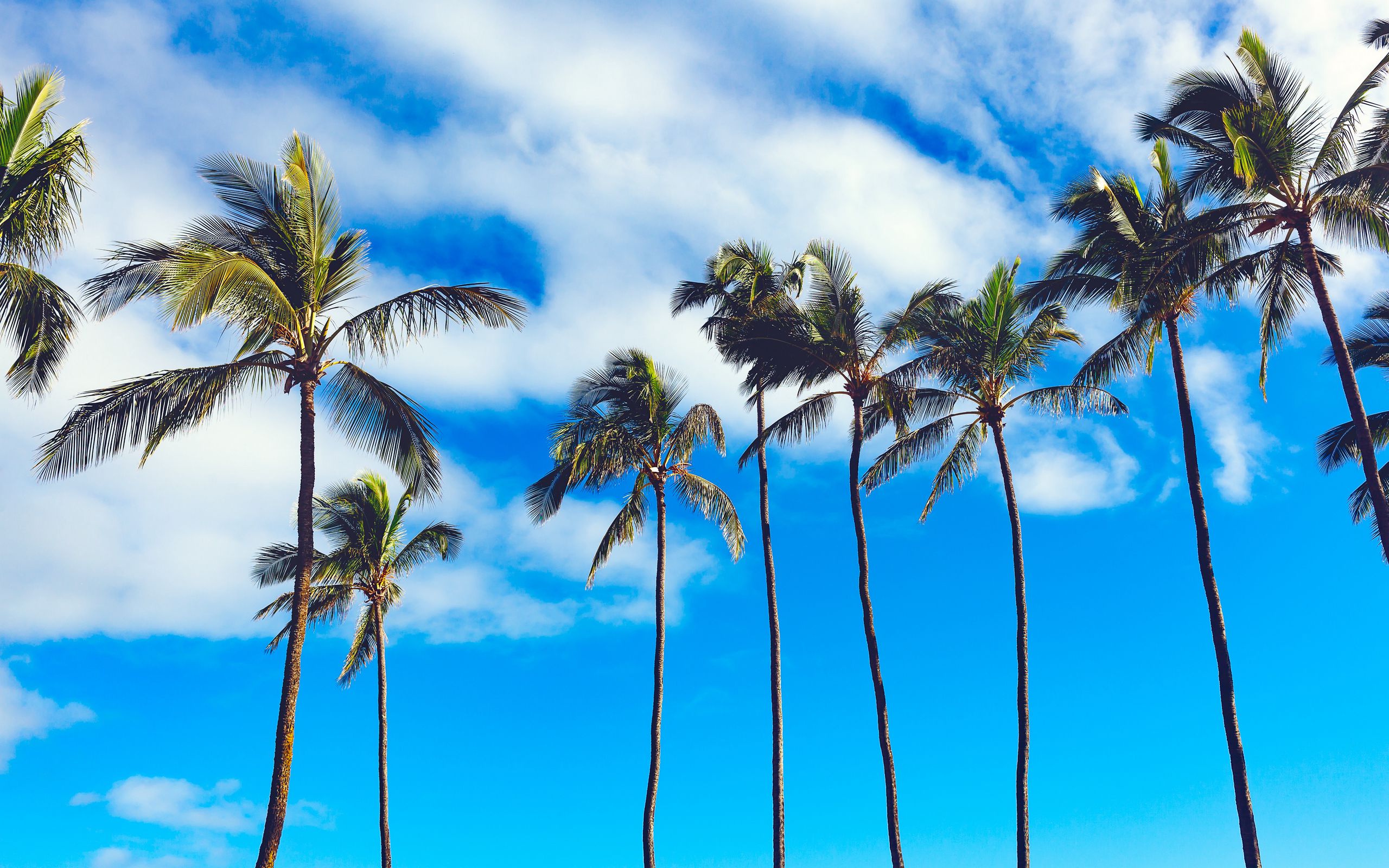 Download wallpaper 2560x1600 palms, trees, summer, sky widescreen 16:10 HD background