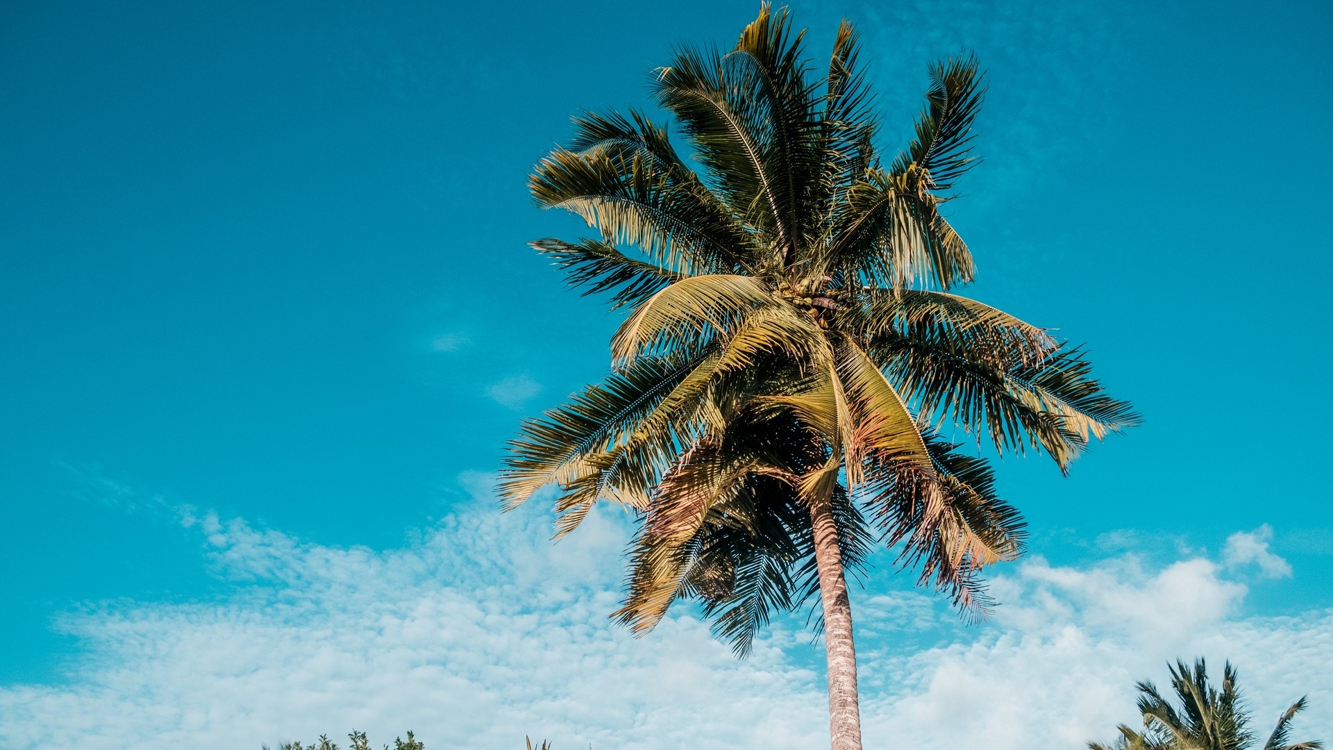 Palm tree, tropics, summer, sky. picture, photo, desktop wallpaper