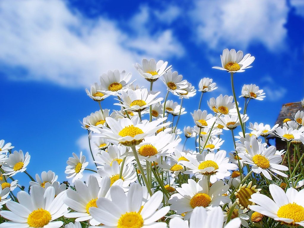 Summer Flowers Blue Sky Wallpaper Wallpaper