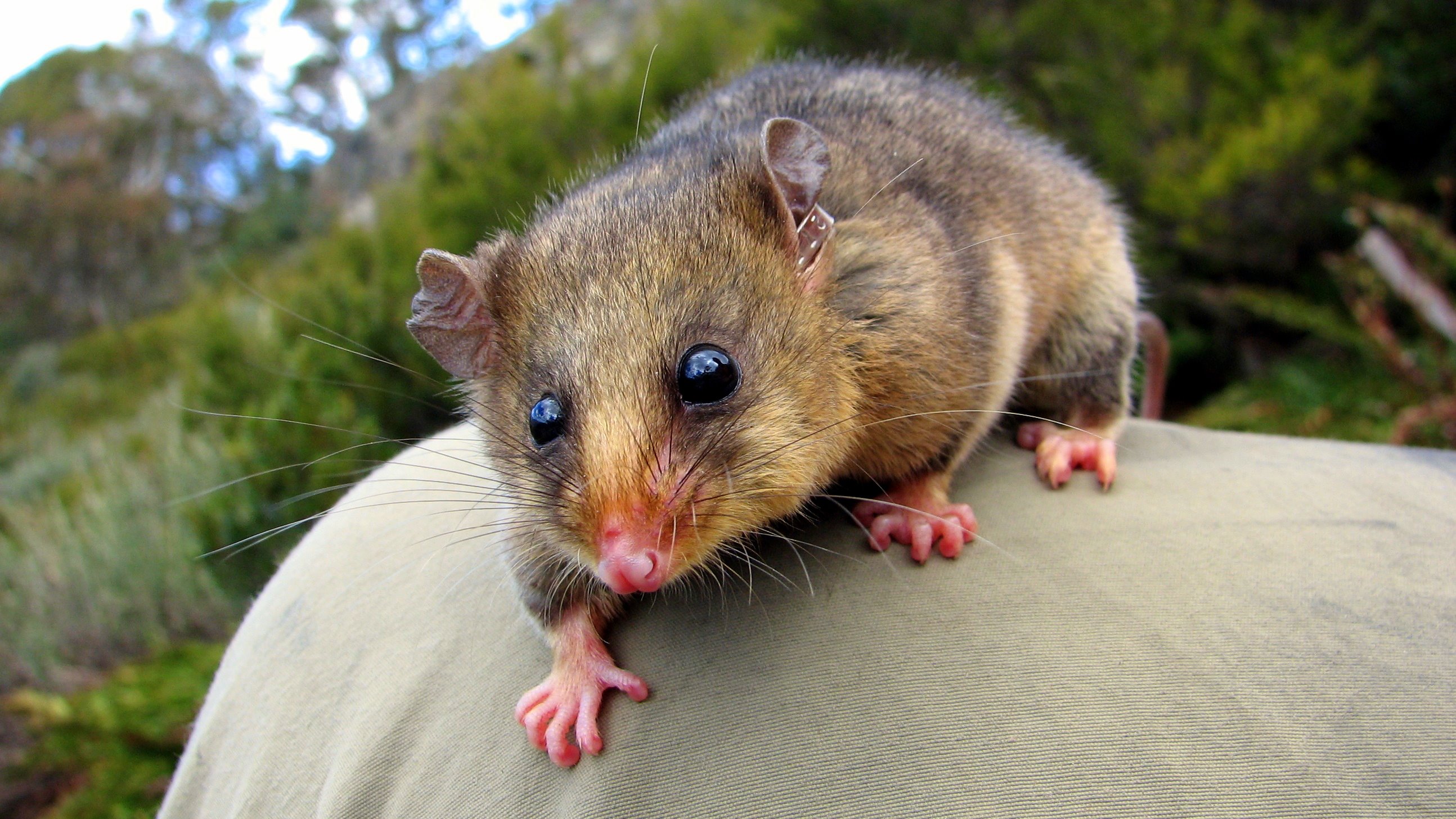 Mountain Pygmy Possum HD Wallpaper