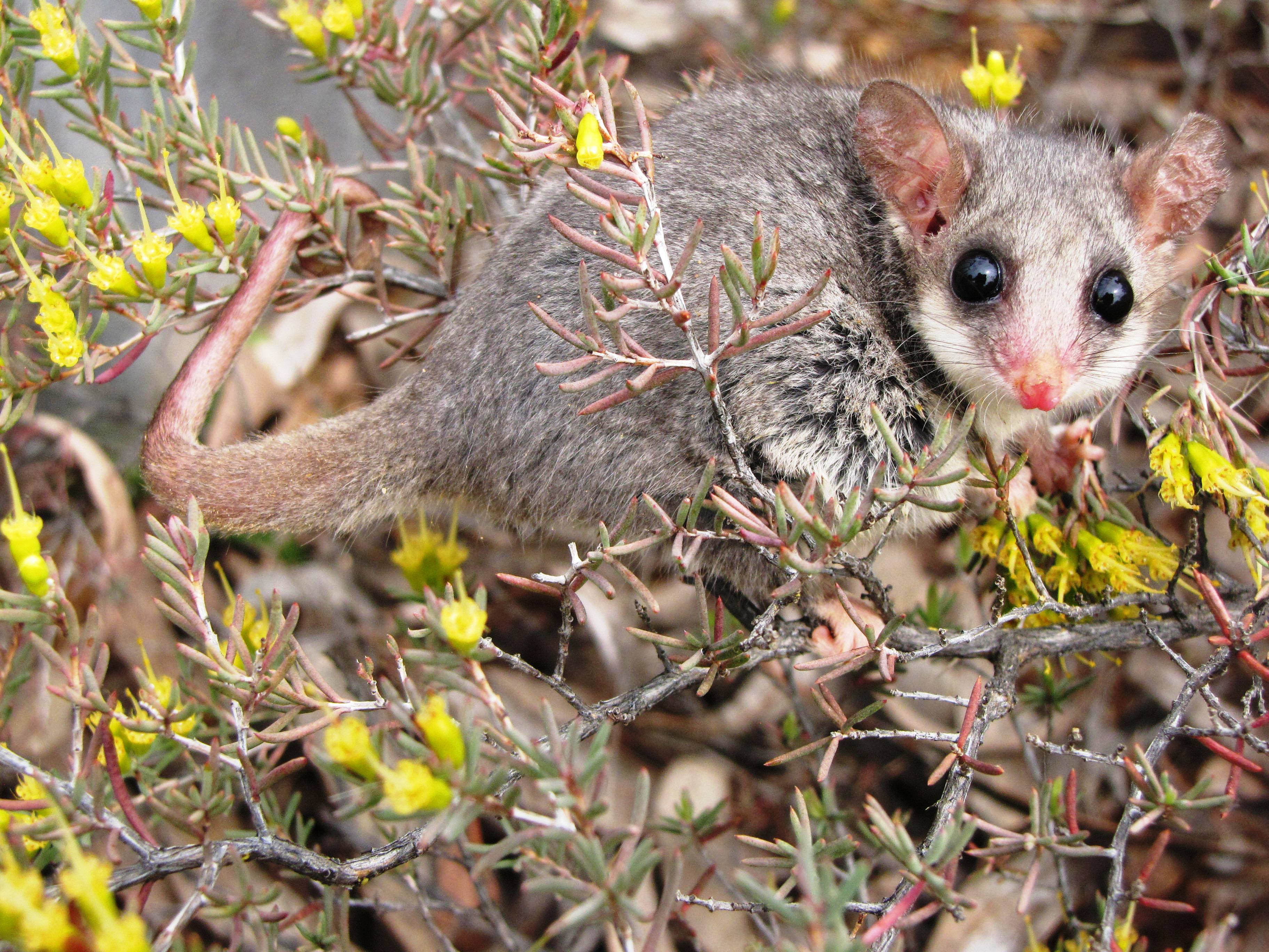 Eastern Pygmy Possum HD Wallpaper