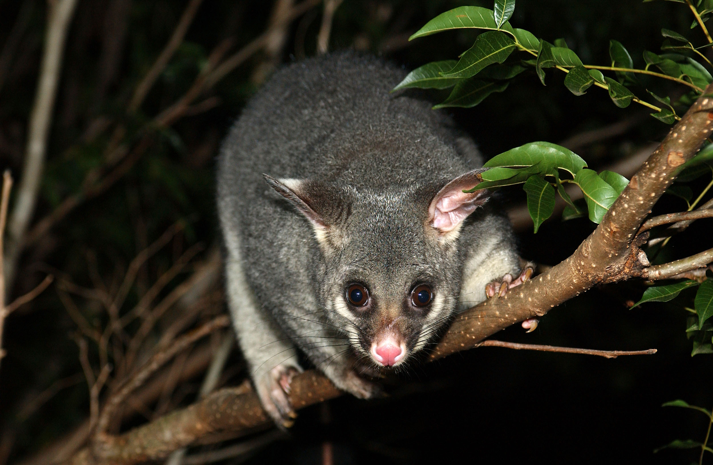 Possum HD Wallpaper
