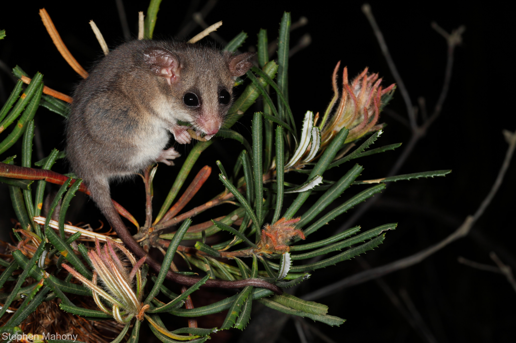 Pygmy Possum Wallpapers - Wallpaper Cave