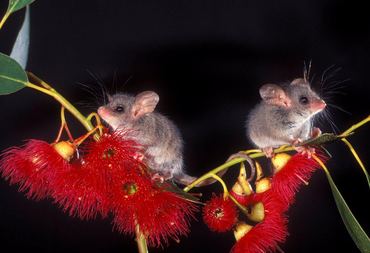 Pygmy Possum Wallpapers - Wallpaper Cave