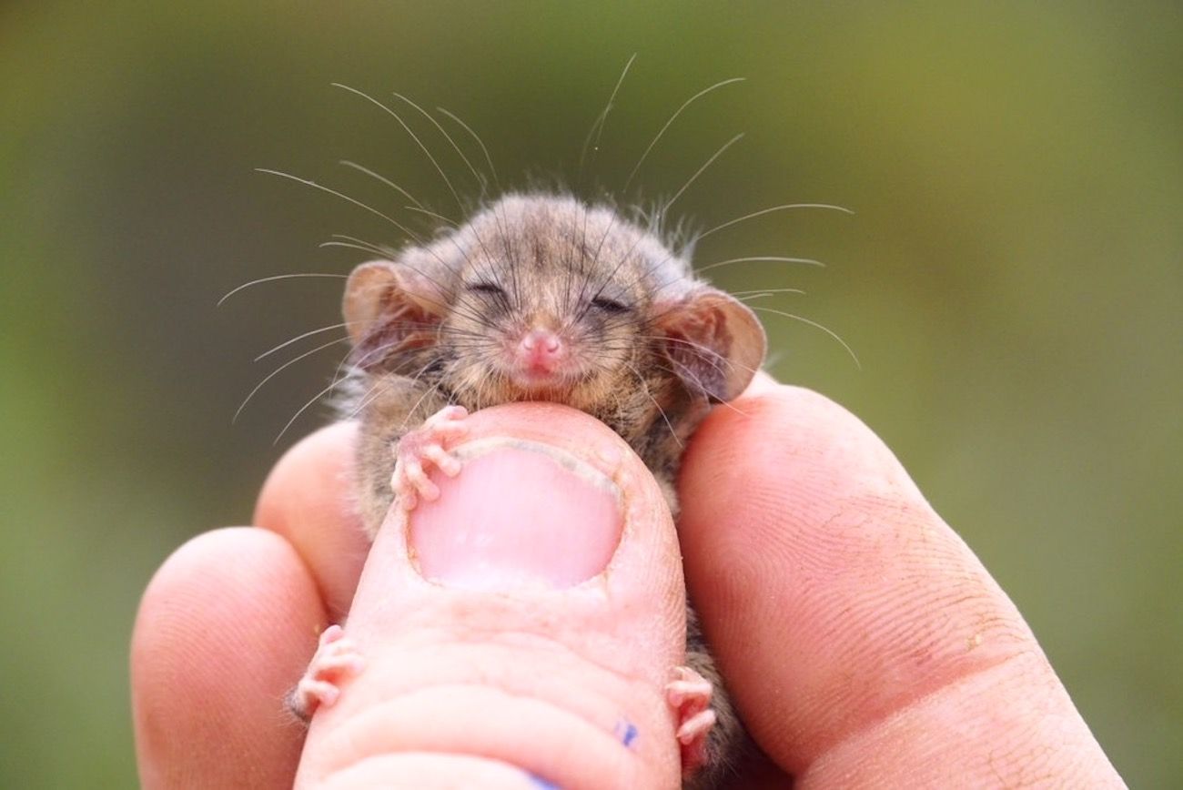 Little Pygmy Possum Found On Kangaroo Island Post Bushfire