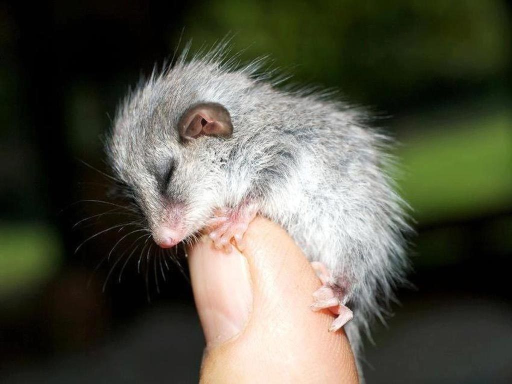 Pygmy possum. Cute animals, Animals, Animals beautiful