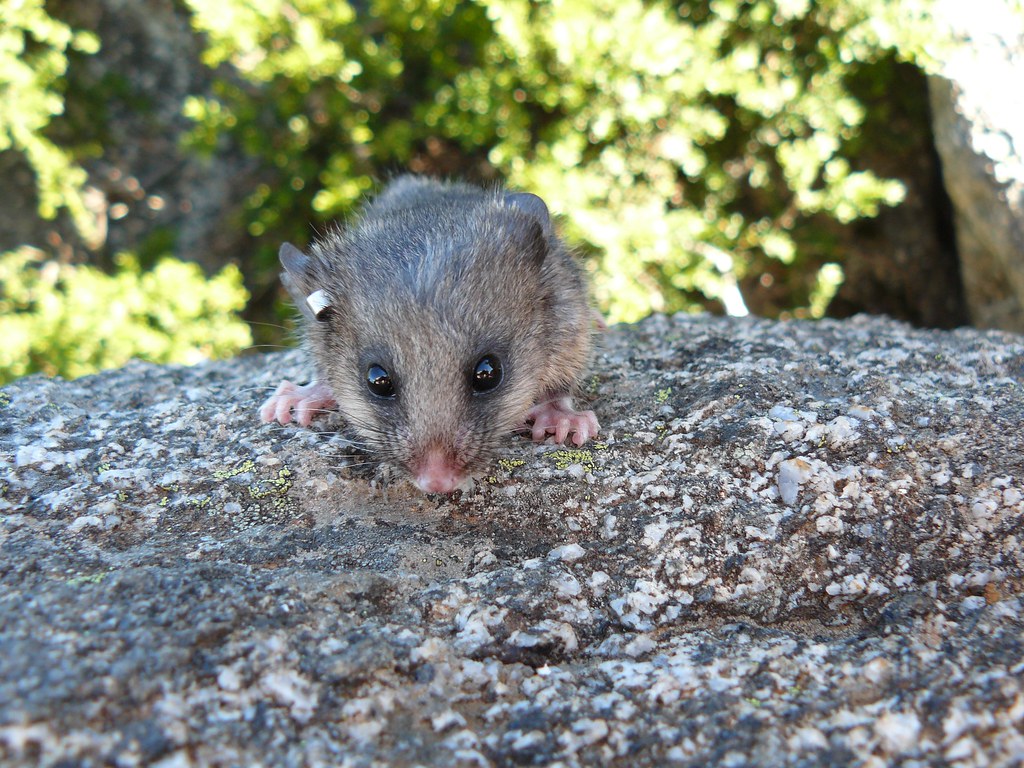 Mountain pygmy possum, Kosciuszko National Park. Photo: Mel. Office of Environment and Heritage