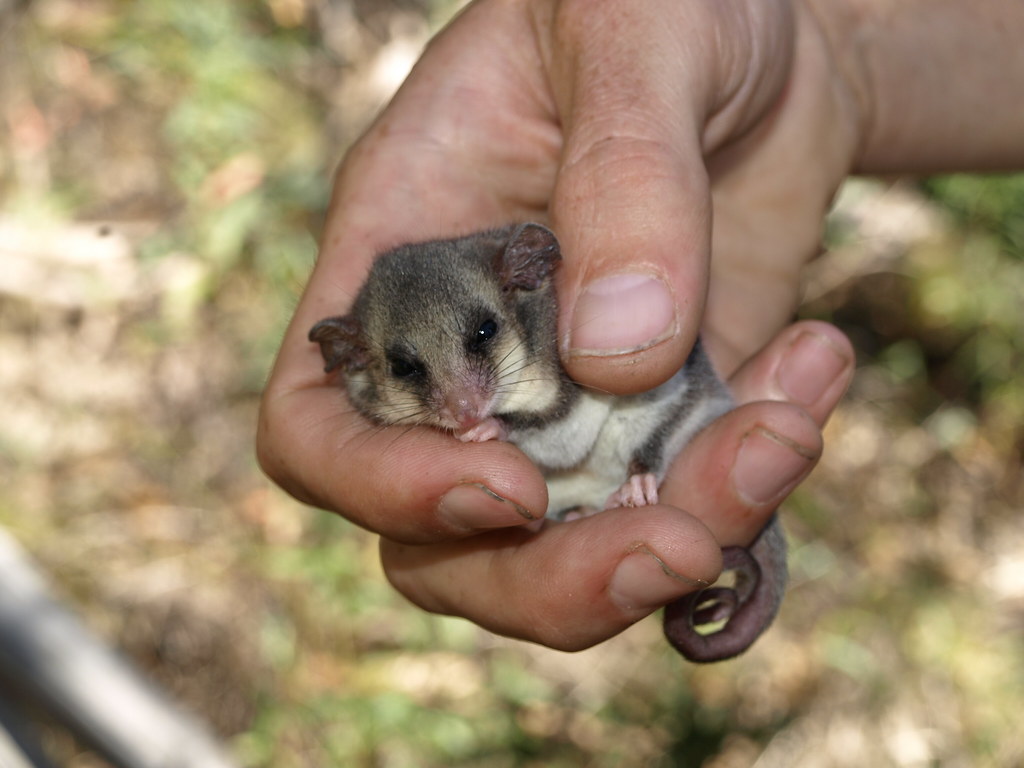 Eastern Pygmy Possum. Cercartetus nanus; A rare ACT find, c