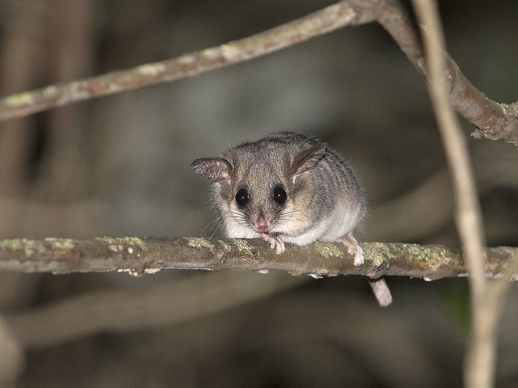 Eastern Pygmy Possum SF, Vic