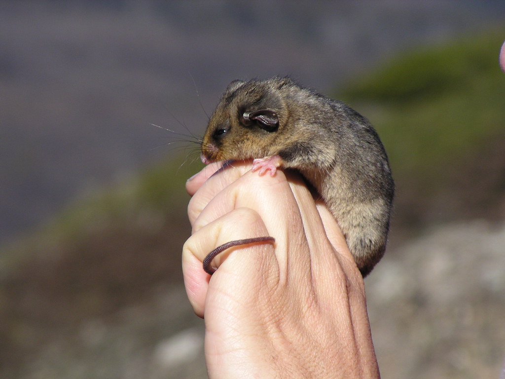 Mountain Pygmy Possum Parvus. Mountain Pygmy Pos