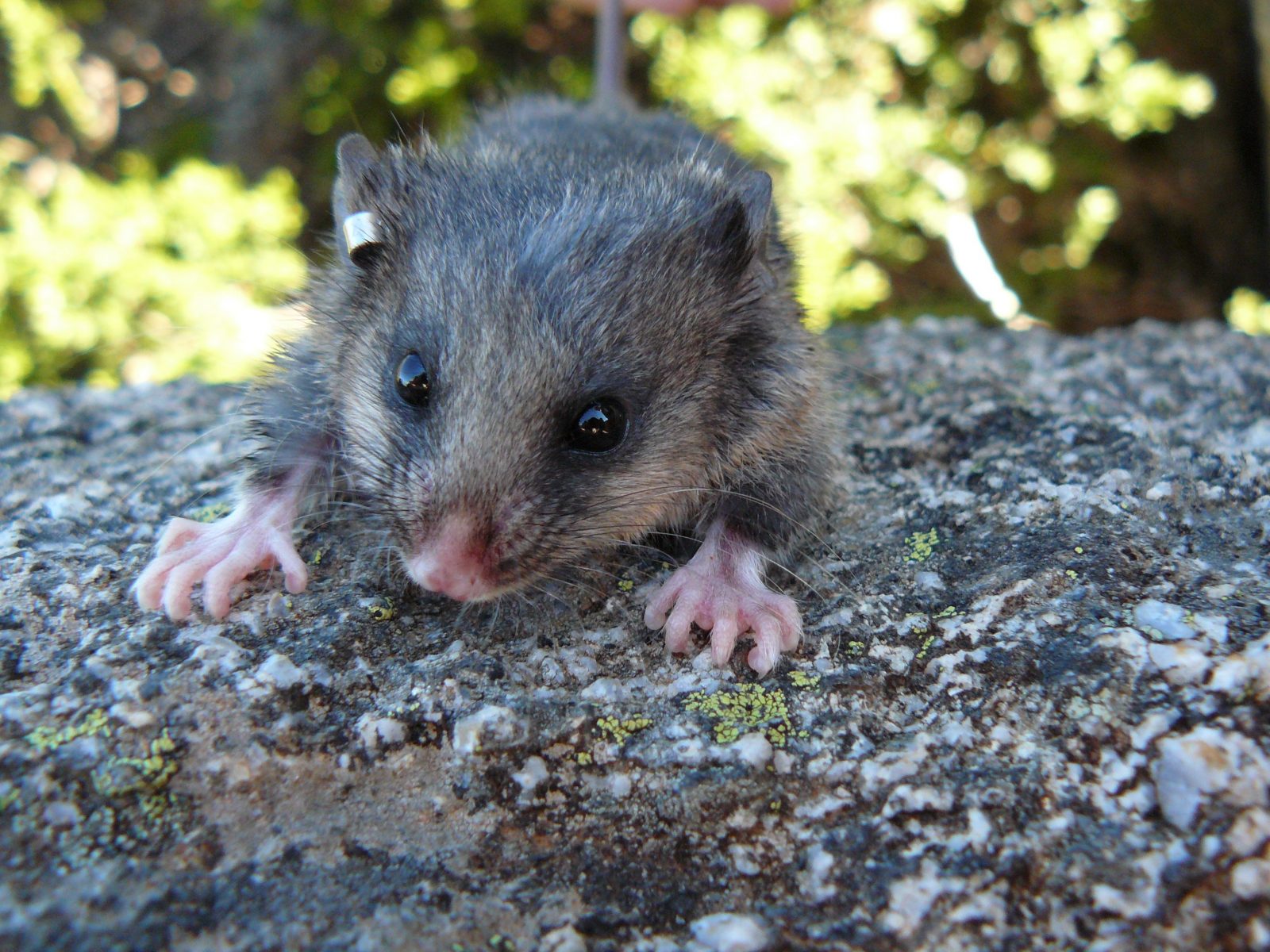 Pygmy Possum Wallpapers - Wallpaper Cave