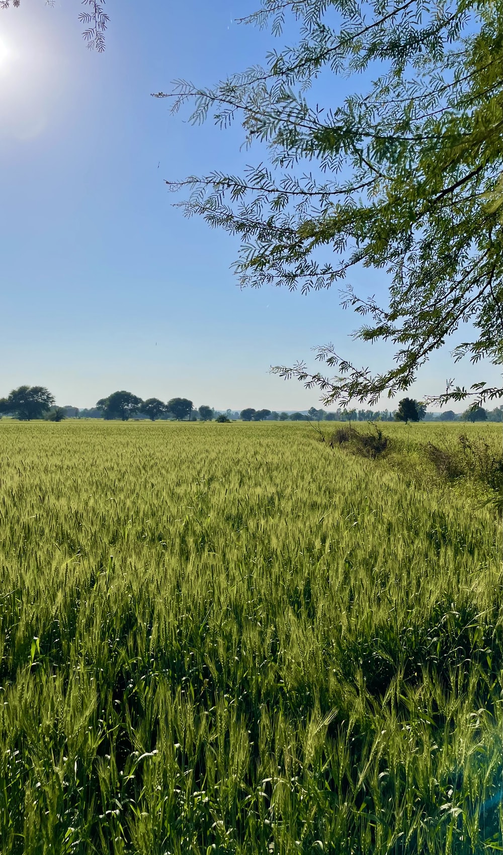 Indian Farmer Picture [HD]. Download Free Image