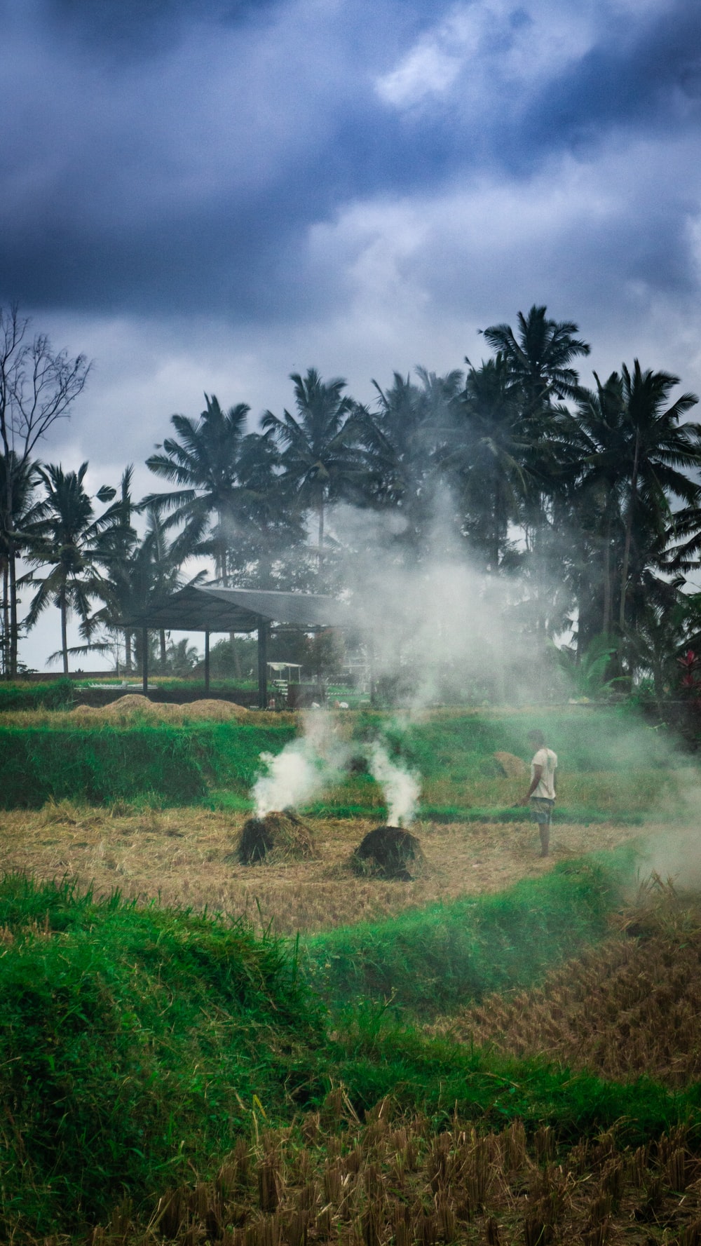 Indian Agriculture Picture. Download Free Image