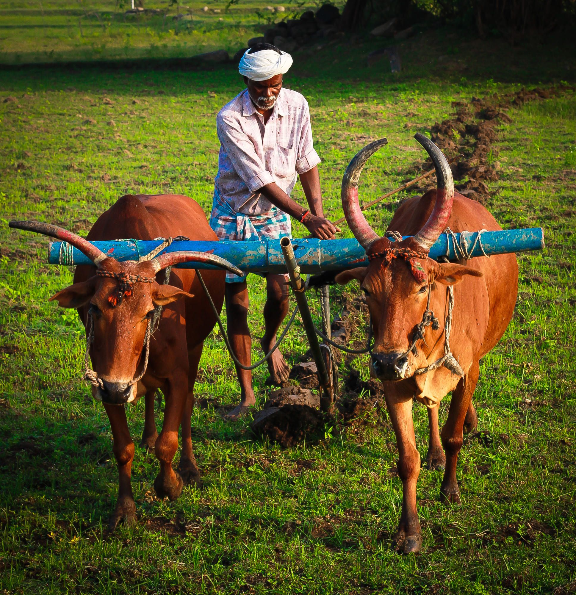 Photograph of a farmer ploughing his land. Taken on a photowalk in a village near Madhurandhagam, Ta. Village scene drawing, Farmer painting, Village photography