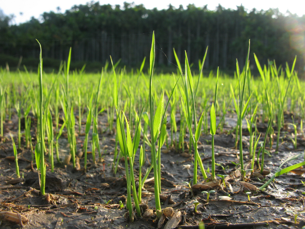 Agriculture Picture In Kerala