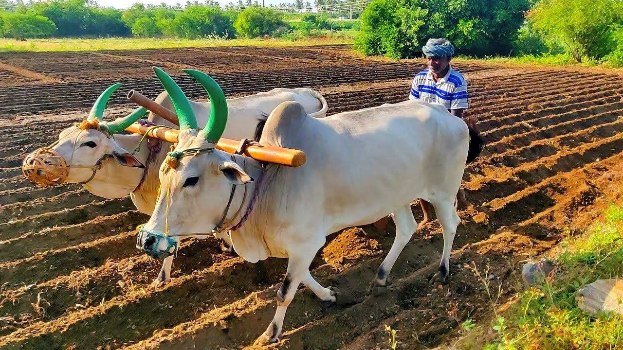 Antiquated method of plough by OX. Agriculture India. Agriculture, Ox, India