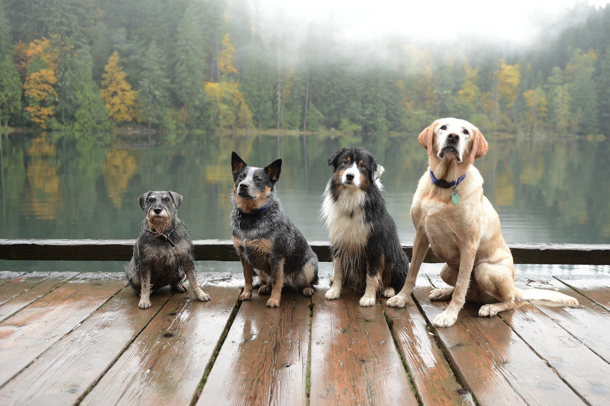 Wallpaper, landscape, forest, animals, lake, nature, photography, mist, dock, dog like mammal, dog breed group, street dog, animal shelter 2048x1365