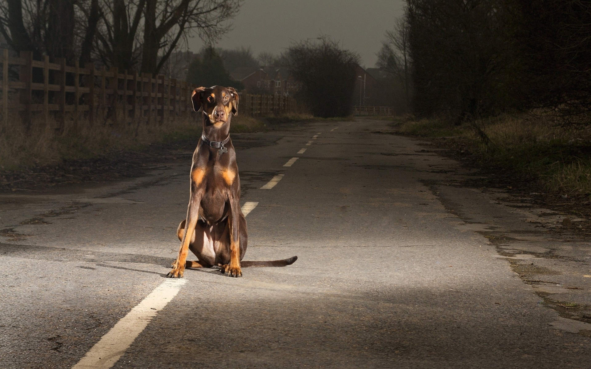 Doberman in the street in the night wallpaper and image, picture, photo