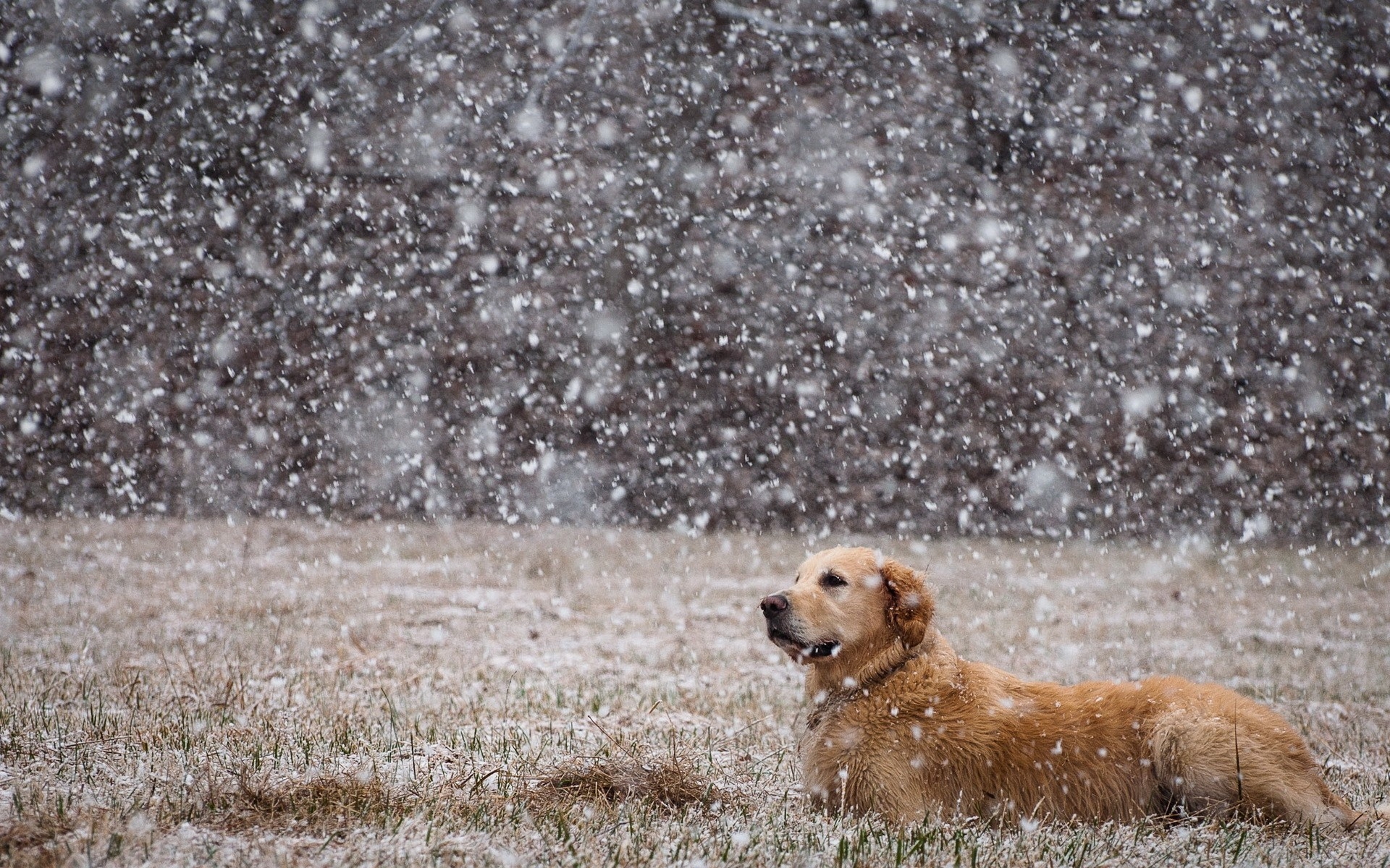 Wallpaper, snow, field, Labrador, down, dogs, vertebrate, dog like mammal, golden retriever, street dog 1920x1200