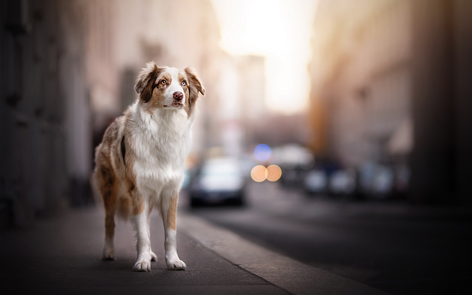Download wallpaper Australian Shepherd, sad dog, Aussie, cute animals, dog on the street, dogs for desktop with resolution 1920x1200. High Quality HD picture wallpaper