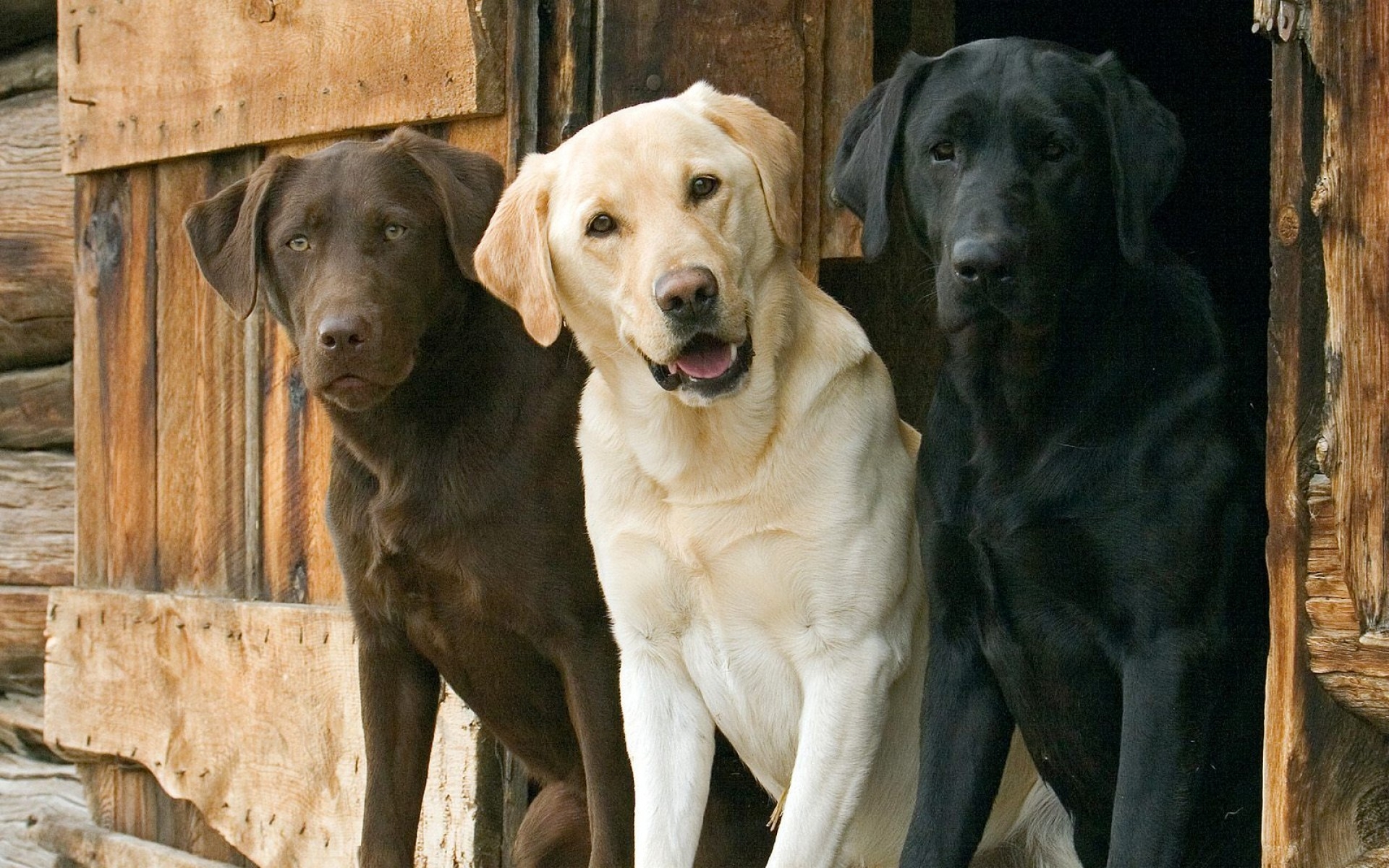 Wallpaper, waiting, ears, Labrador Retriever, beautiful, dogs, three, vertebrate, dog like mammal, dog breed, retriever, street dog 1920x1200