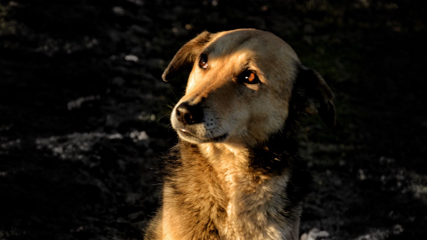 Street Dogs Wallpapers - Wallpaper Cave