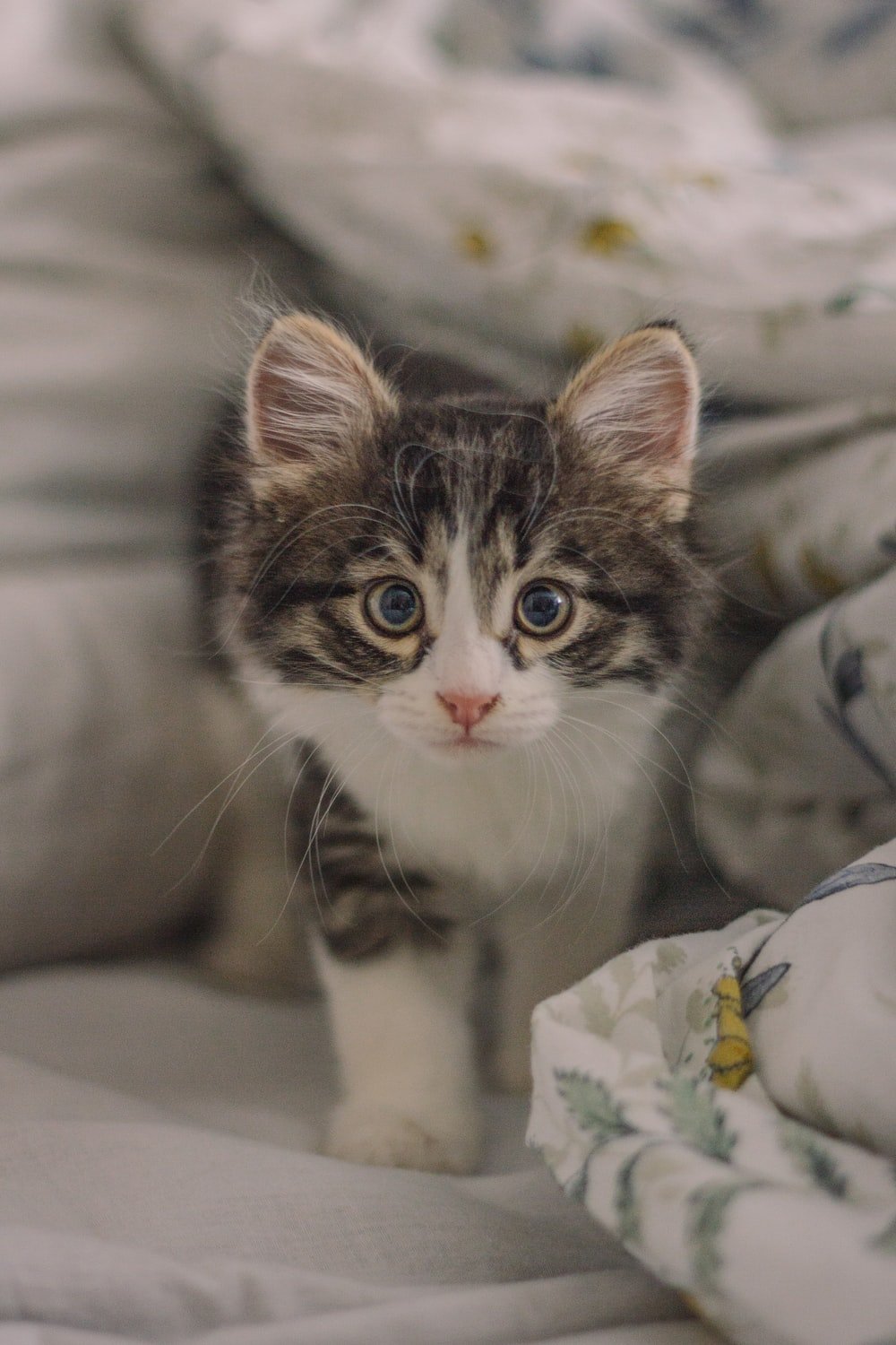 fluffy munchkin kitten wallpaper