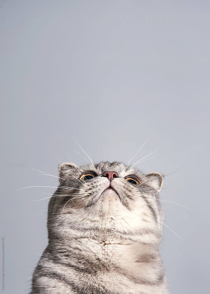 Inferior View Of Cat by Carles Rodrigo Monzo. Cute cat wallpaper, Kittens cutest, Cute cats