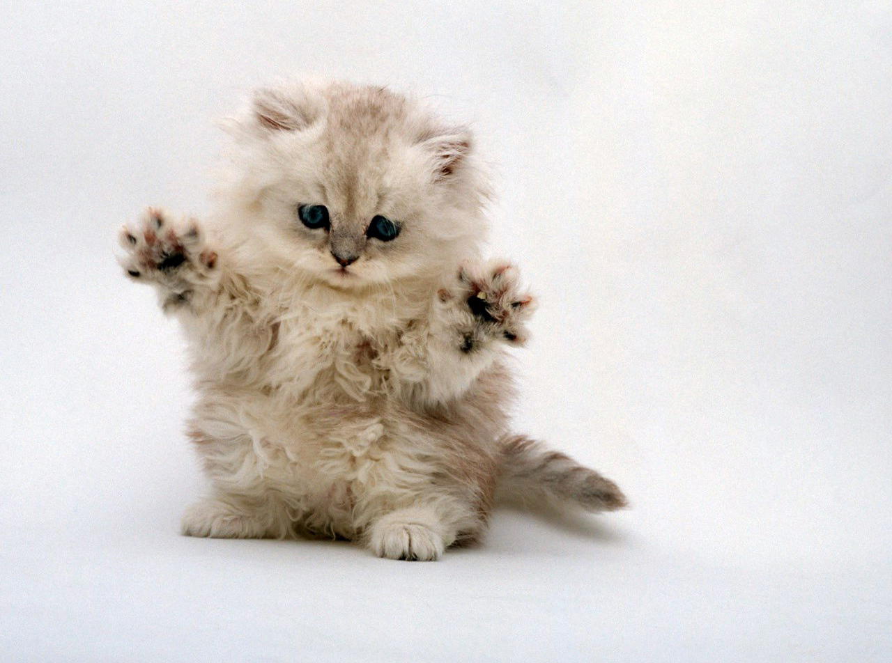 fluffy munchkin kitten wallpaper