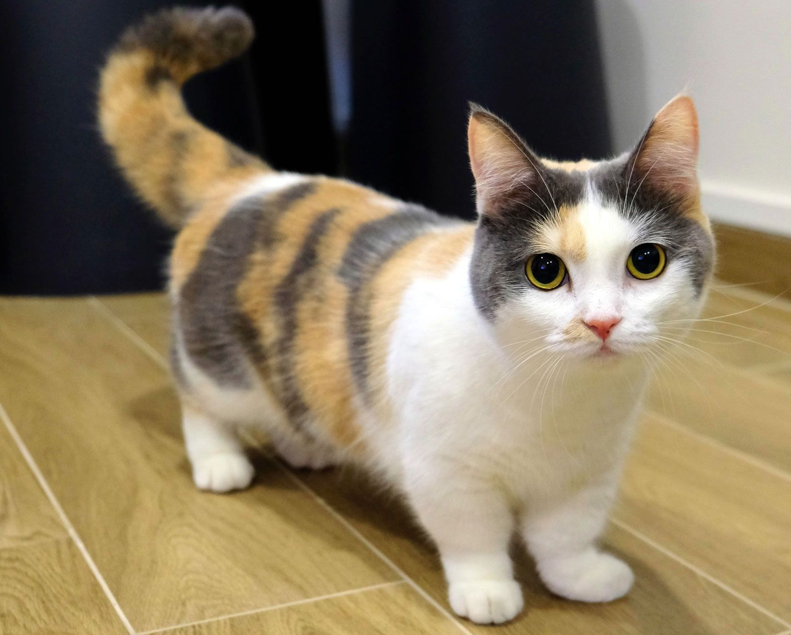 Munchkin. Munchkin cat, Munchkin kitten, Munchkin kittens