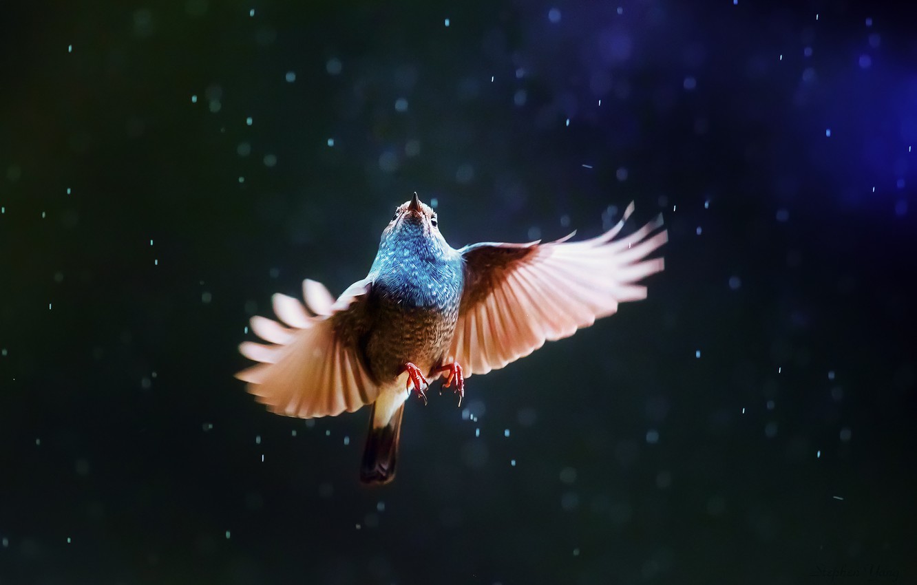 Wallpaper rain, bird, wings image for desktop, section животные