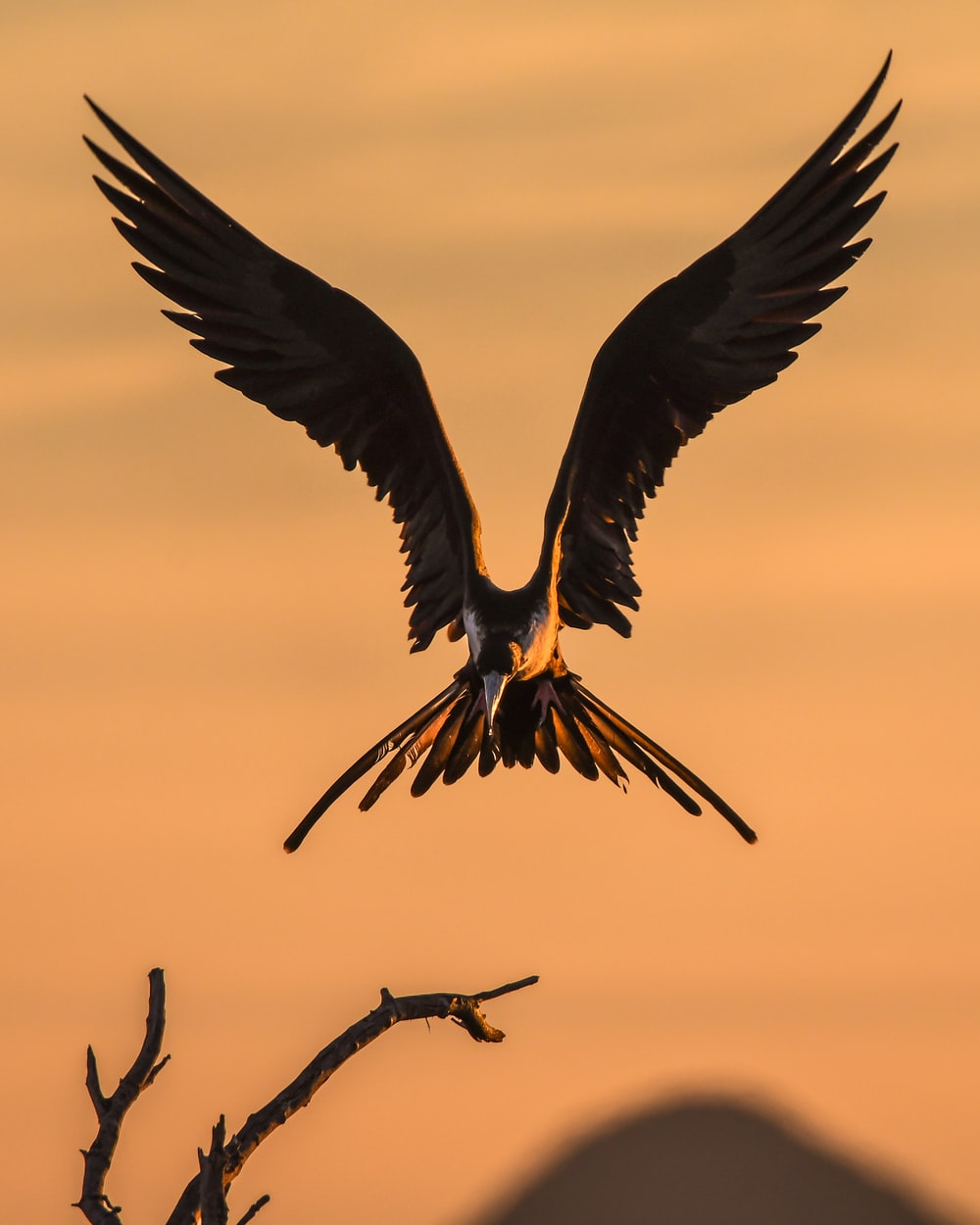 Bird Wings Picture. Download Free Image