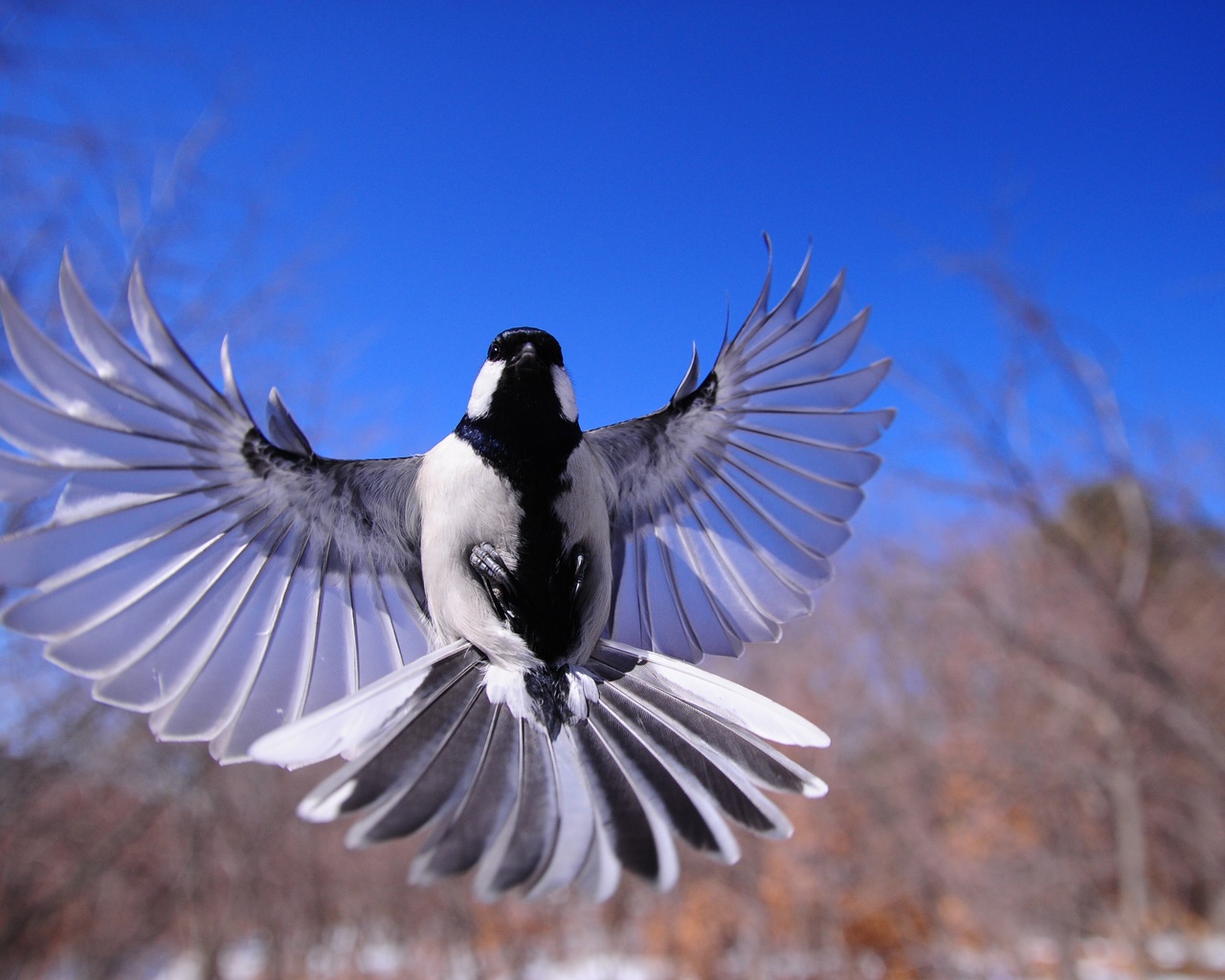 Bird Flapping Wings 1280x1024 Resolution HD 4k Wallpaper, Image, Background, Photo and Picture