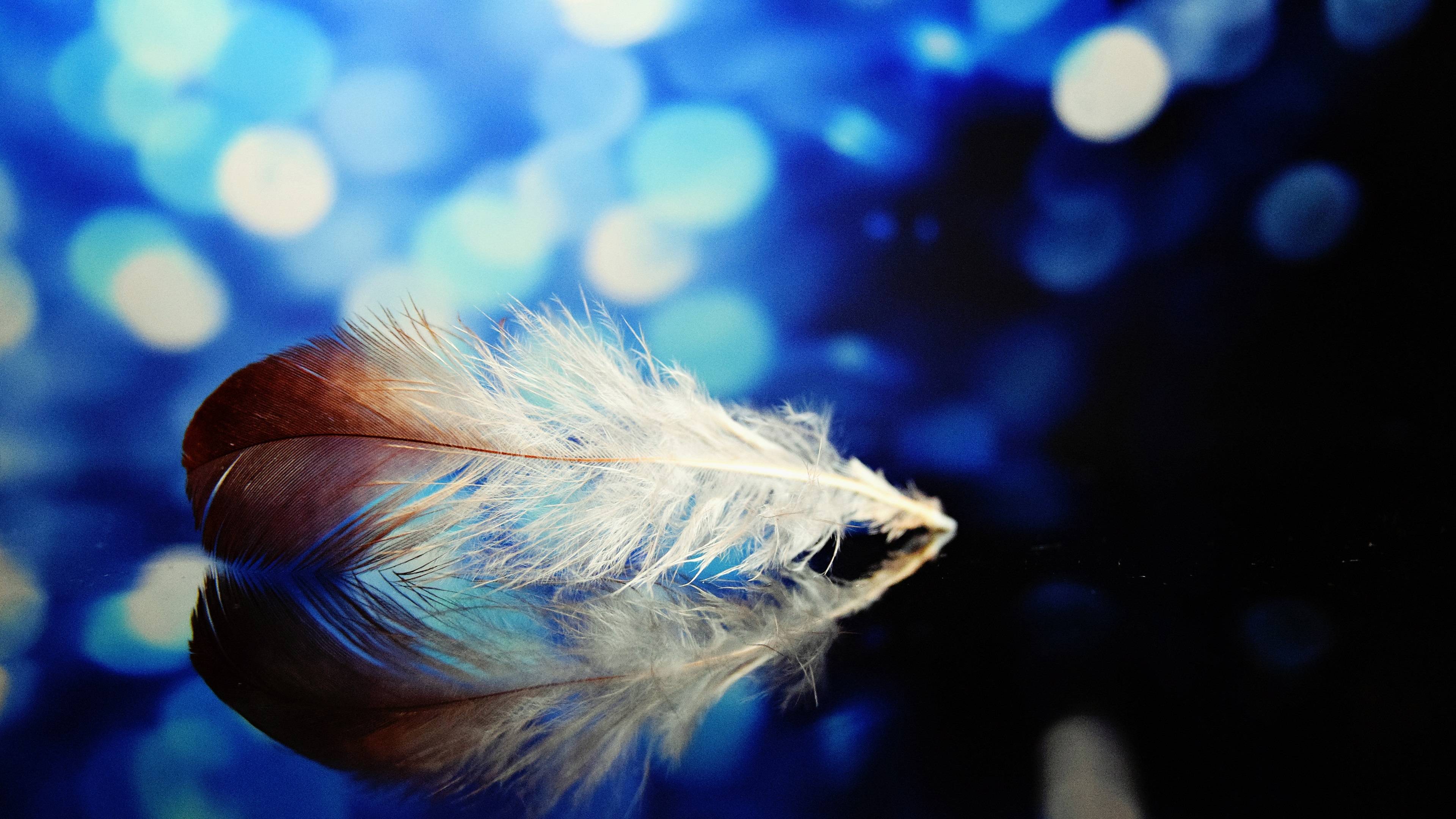 Feather 4K wallpaper for your desktop or mobile screen free and easy to download