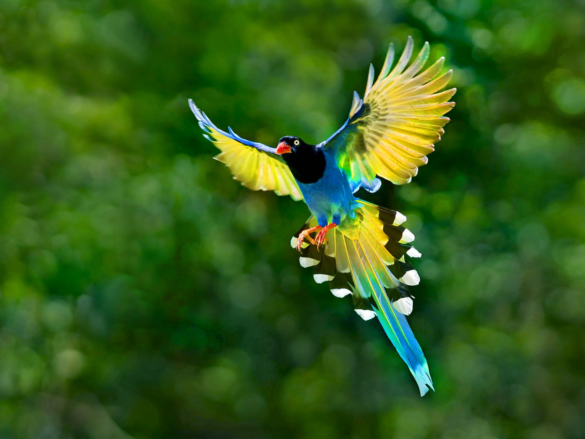Colorful Toucan Bird Flying Spread Wings Tail HD Desktop Background Free Download, Wallpaper13.com