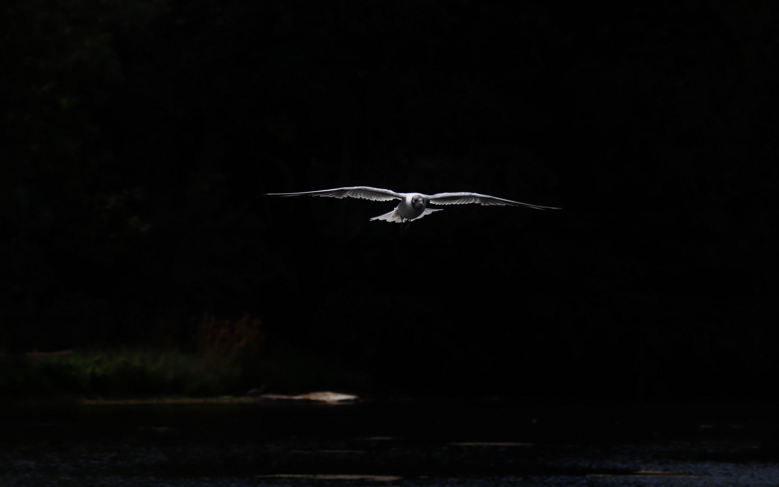 Download wallpaper 2560x1600 bird, wings, flight, dark widescreen 16:10 HD background