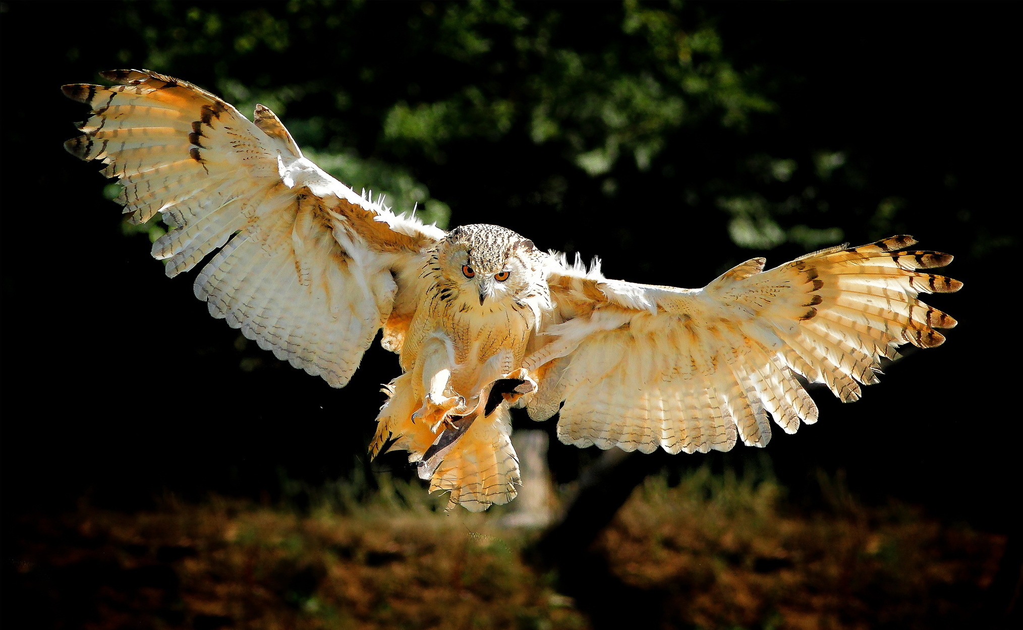 owl, Bird, Flying, Wings Wallpaper HD / Desktop and Mobile Background