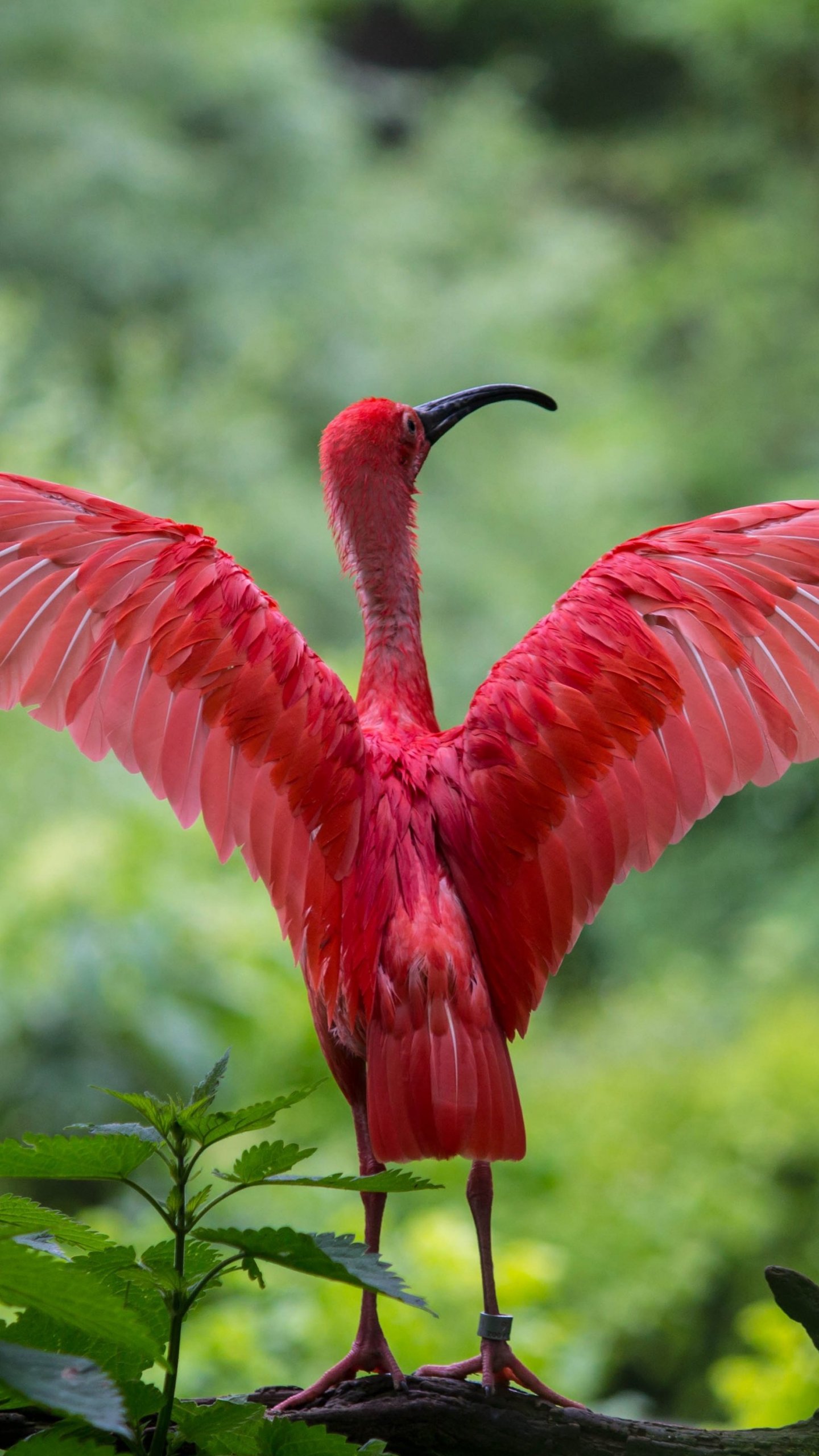Scarlet Ibis Spreading Its Wings Wallpaper, Android & Desktop Background
