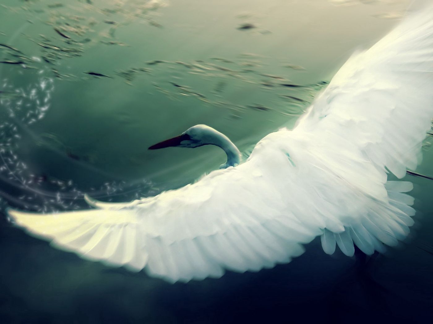 Download wallpaper 1400x1050 swan, water, wings, flap, bird standard 4:3 HD background