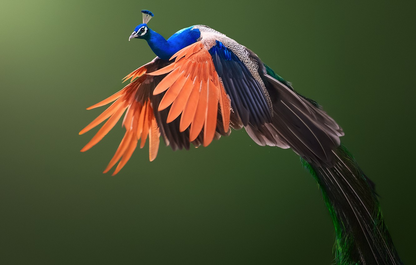 Wallpaper background, bird, wings, peacock image for desktop, section животные
