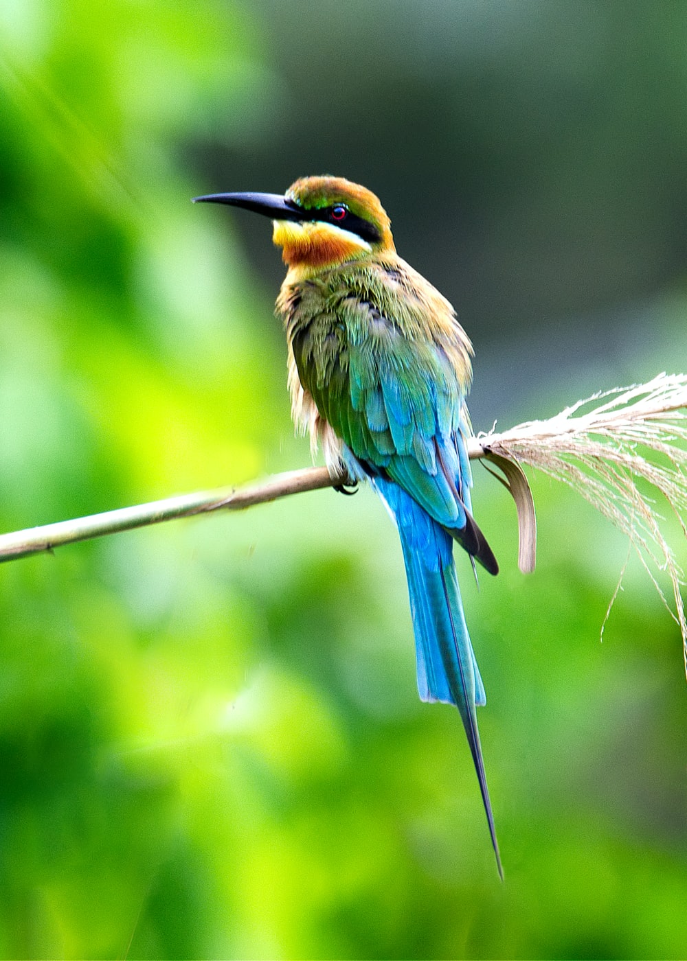 Colorful Bird Picture [HD]. Download Free Image