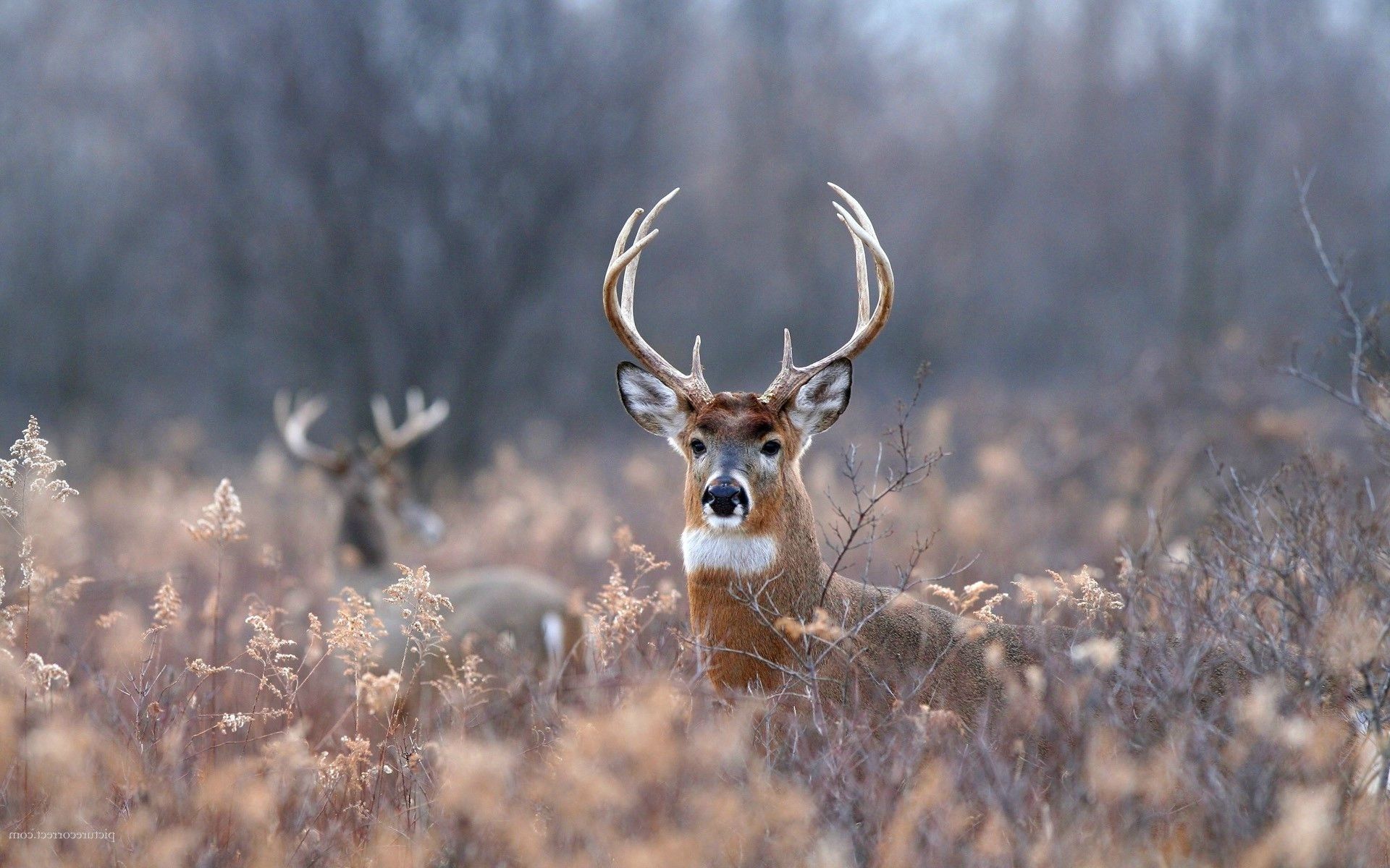 Deer Computer Wallpaper, Desktop Background×1200 Deer Pics Wallpaper (43 Wallpaper). Adorable Wa. Deer wallpaper, Deer background, Forest wallpaper