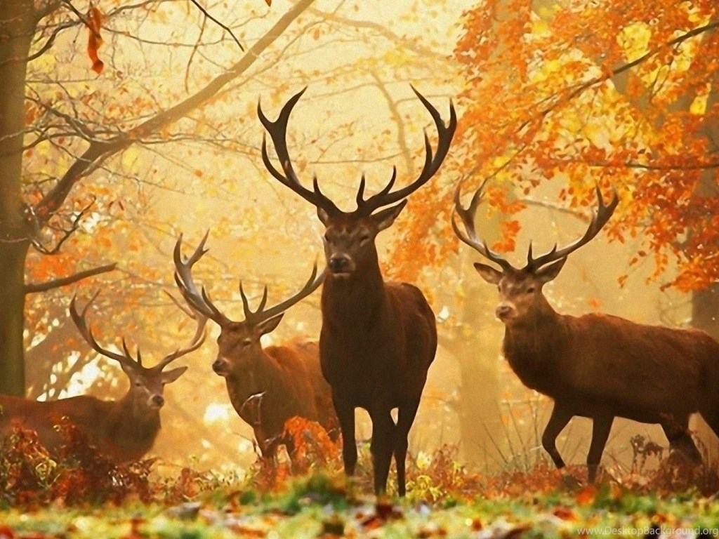 Dual Monitor Resolution Deer Wallpaper HD, Desktop Background. Desktop Background