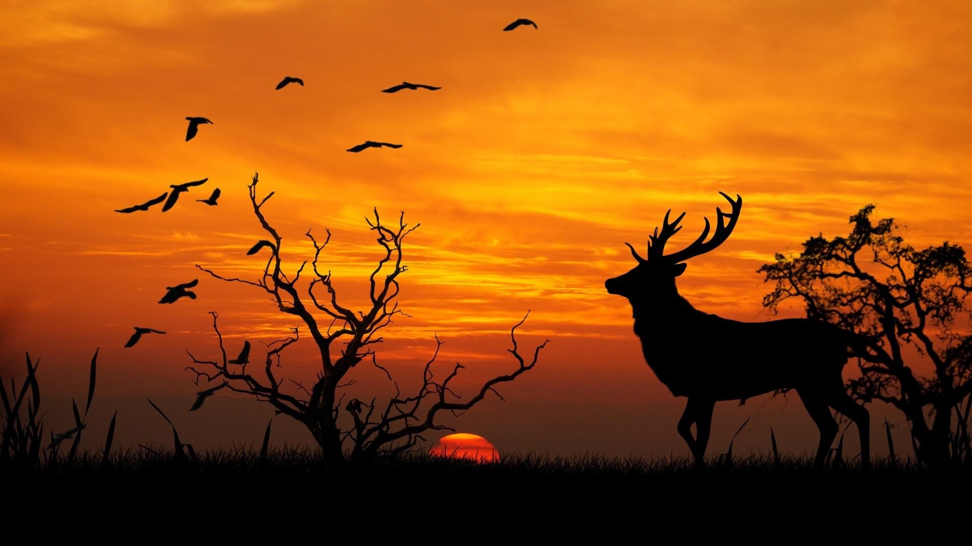 Deer HD Desktop Wallpapers - Wallpaper Cave