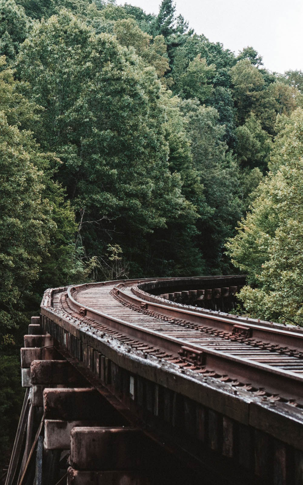 Railway Through Forest Trees 4K Ultra HD Mobile Wallpaper